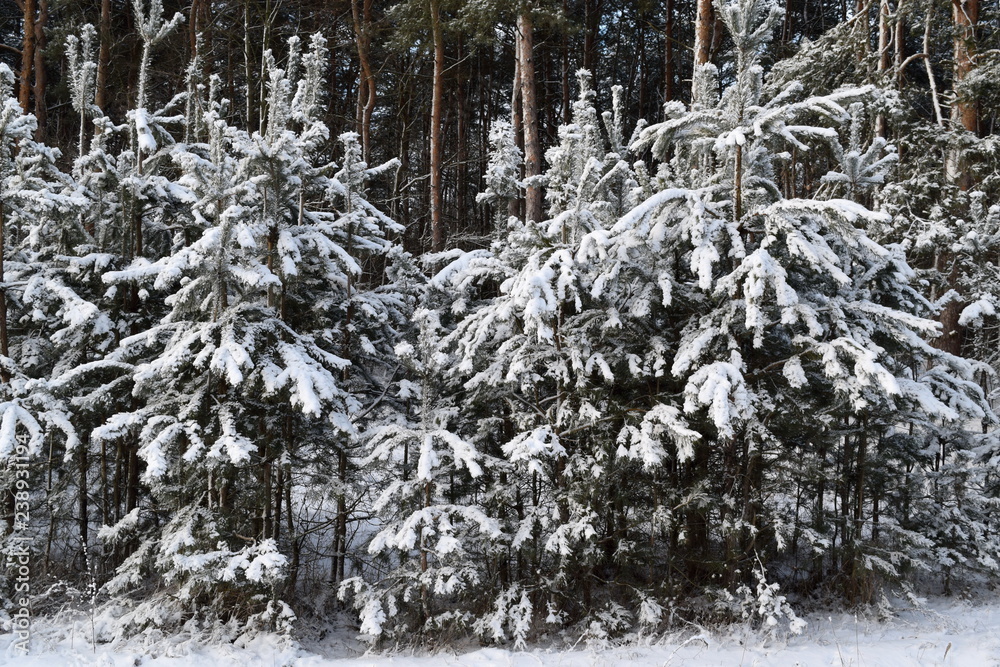 Fototapeta premium under the snow cover