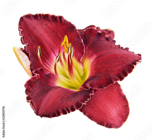 Fototapeta Naklejka Na Ścianę i Meble -  Red lily (Latin Lilium). Isolated on white background