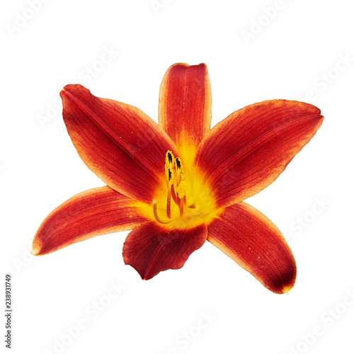 Red lily  Latin Lilium . Isolated on white background