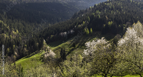 Beautiful scene in sunset about a valley with trees on a clearing, patrah Fall, Romania © Fernbach Antal