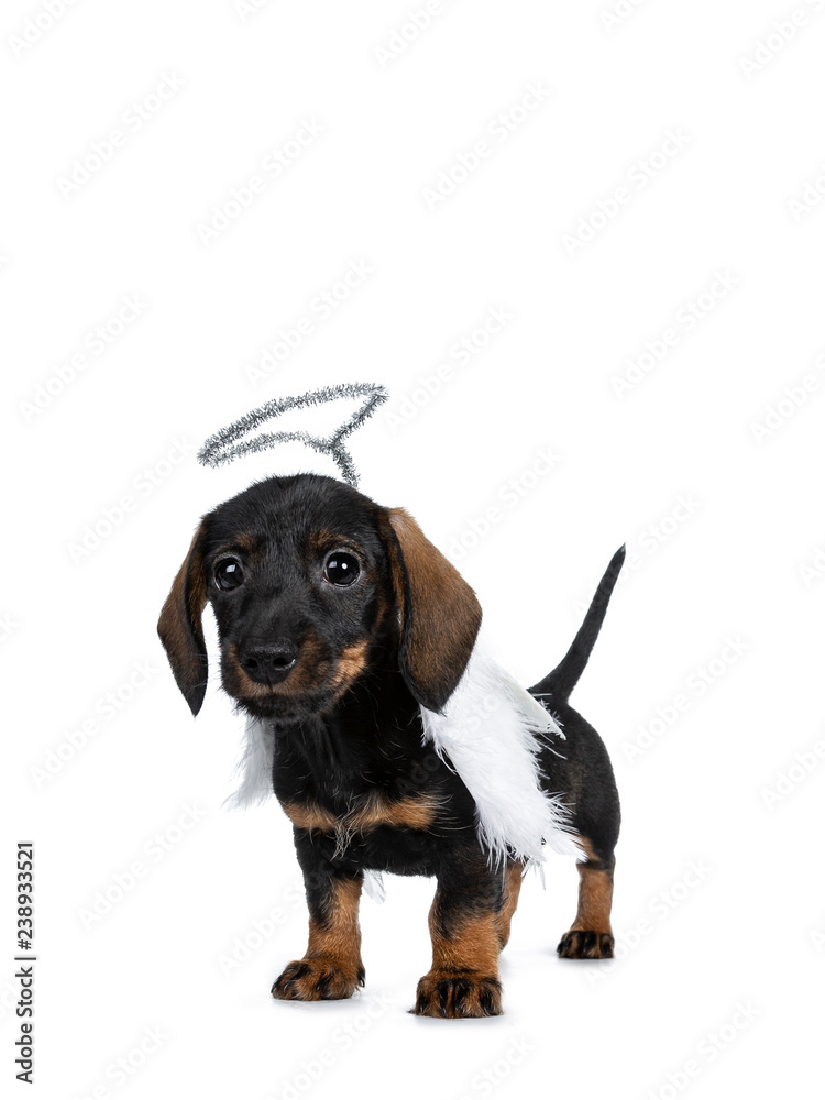 Cute Mini Dachshund wirehaired wearing angel wings and silver halo.Standing half side ways, looking  with sweet dark eyes straight to camera. Isolated on white background