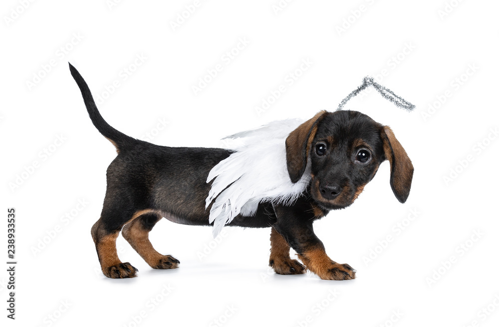 Cute Mini Dachshund wirehaired wearing angel wings and silver halo. standing side ways, looking  with sweet dark eyes straight to camera. Isolated on white background