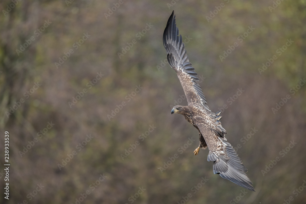 Birds of prey - white-tailed eagle in flight (Haliaeetus albicilla) Birds of prey - white-tailed eagle in flight (Haliaeetus albicilla)