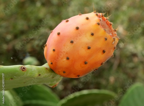 CACTUS FRUIT             CLOSE UP FOOD IMAGE