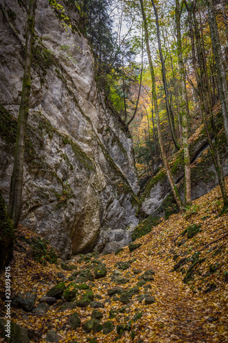 Narrow rocky valley with big stone wall in the colorful autumn forest, Steinwandklamm, lower Austria