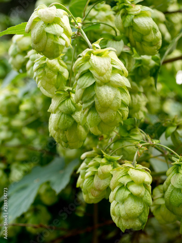 Kwiatostany żeńskie, czyli tzw. „szyszki” chmielu zwyczajnego (Humulus L.)