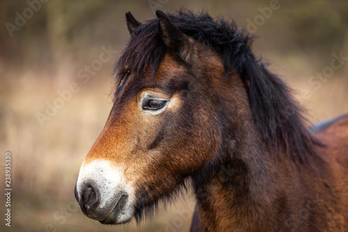 Close up portrait of head of wild horses  exmoor pony grazing in Masovice  Podyji  Czech Republic 