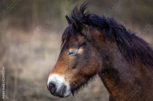 Close up portrait of head of wild horses, exmoor pony grazing in Masovice, Podyji, Czech Republic 