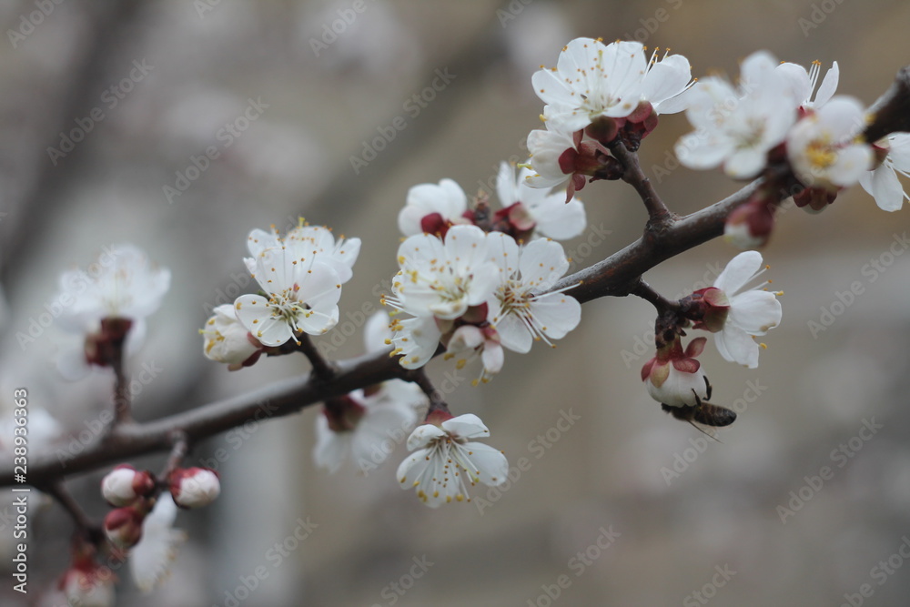spring cherry blossom