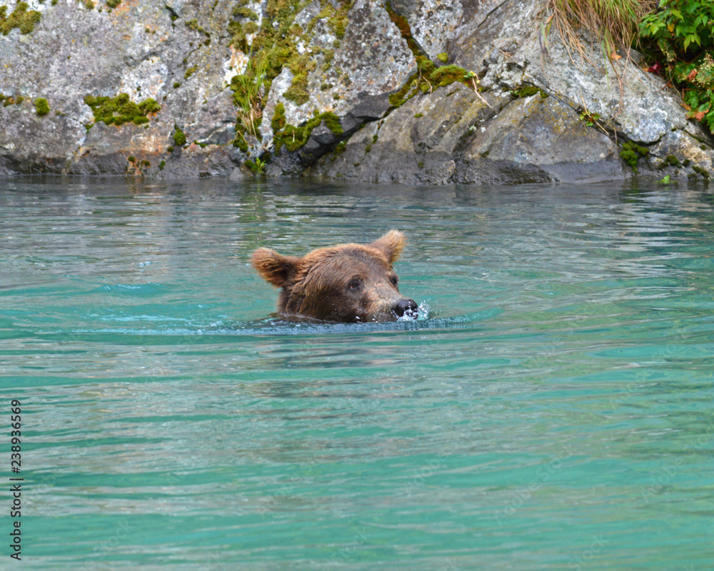 Alaskan Brown Bear 