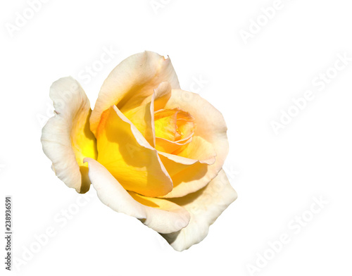  concrete beautiful flower gently yellow rose on a white background