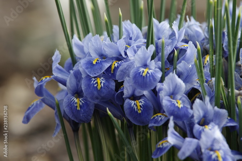 Fototapeta Naklejka Na Ścianę i Meble -  Iris Blumen im Frühling