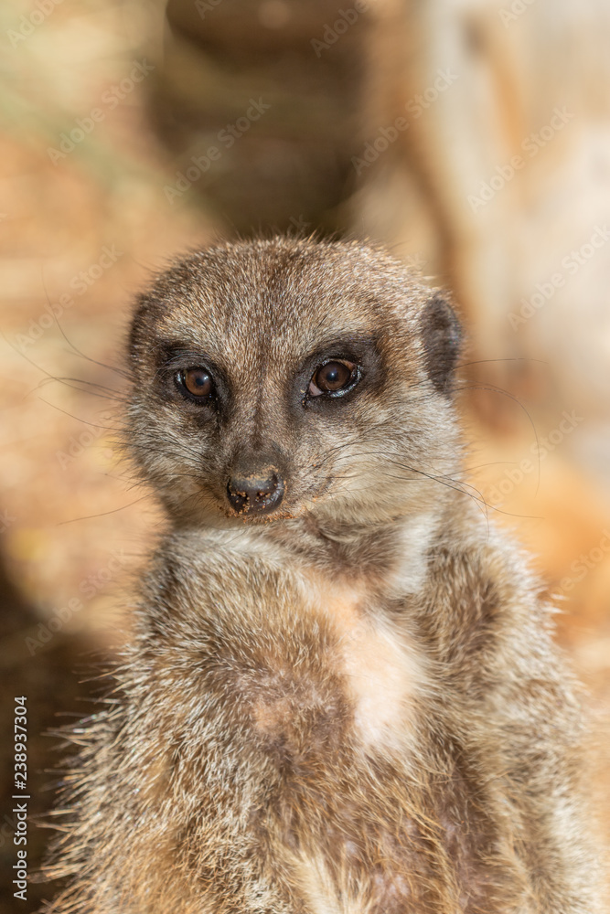 Fototapeta premium Cute Meerkat
