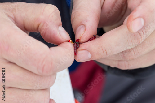 the fisherman places a red worm as a bait on a fishing hook