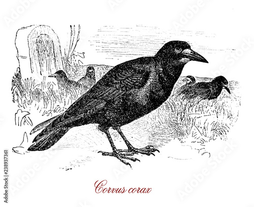 Vintage engraving of common raven, large all-black omnivorous passerine bird,unusually intelligent lives up to 21 years in the wild photo