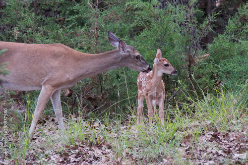 Texas white-tailed deer doe and fawn