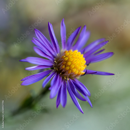 flora flower Astra chamomile blue with yellow stamens