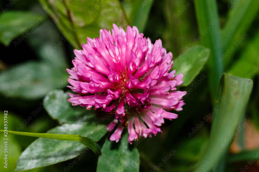 lilac clover flower on green foliage background lilac clover flower on green foliage background