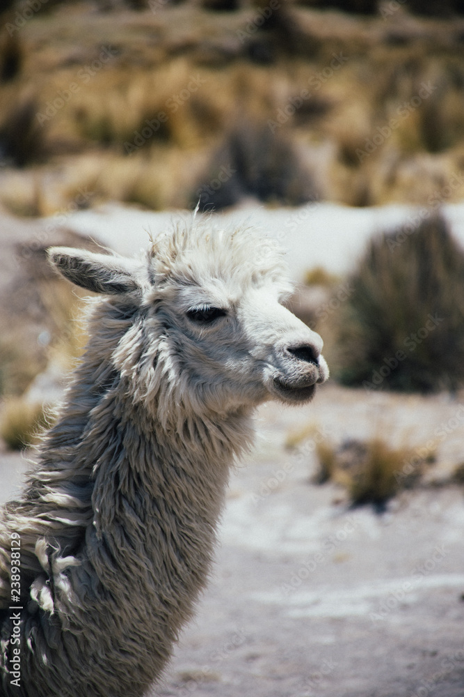 Obraz premium Alpaca Llama