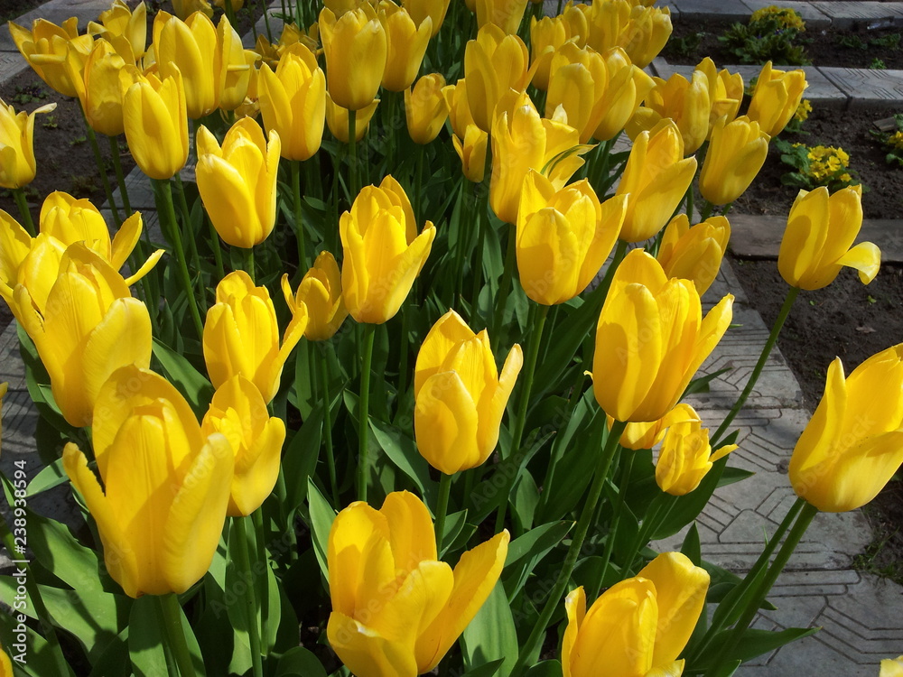 flowers flowers