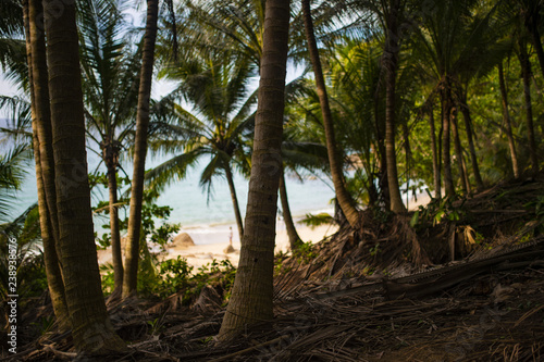 Canvas Print (selective focus) Beautiful panorama full of green palm trees and a spectacular sea in the background, Phuket, Thailand