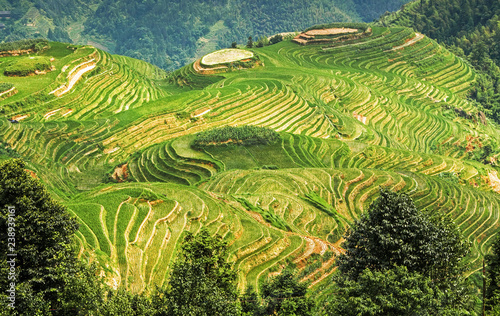Longsheng or Longji Rice Terrace (Dragon's Backbone) Guilin, Guangxi, China