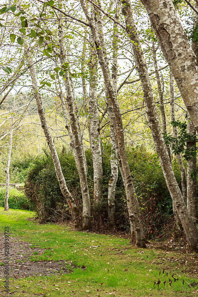 large white birch trees growing in a row large white birch trees growing in a row