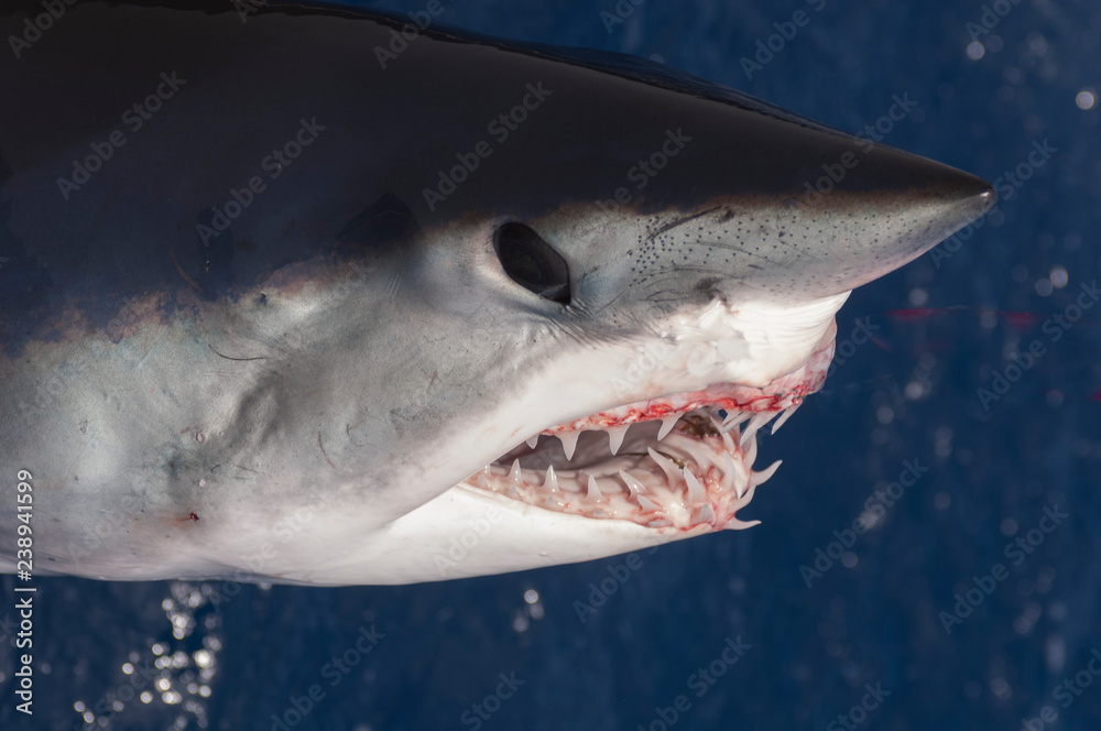 Naklejka premium mako shark showing teeth