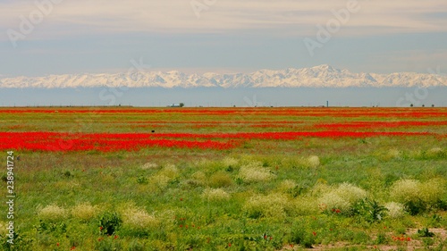 Bild auf Leinwand Steppe in Kazakhstan. Poppies and Tien-Shan mountains