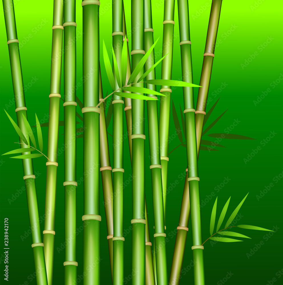Fototapeta premium Bamboo stem