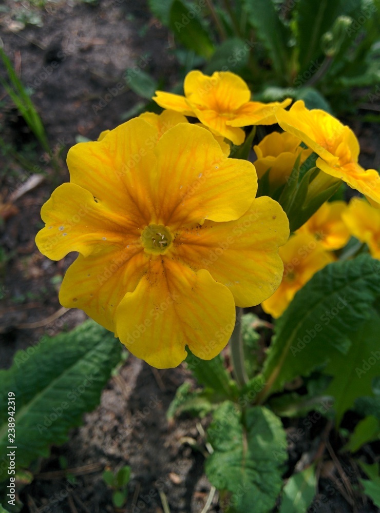 flowers flowers