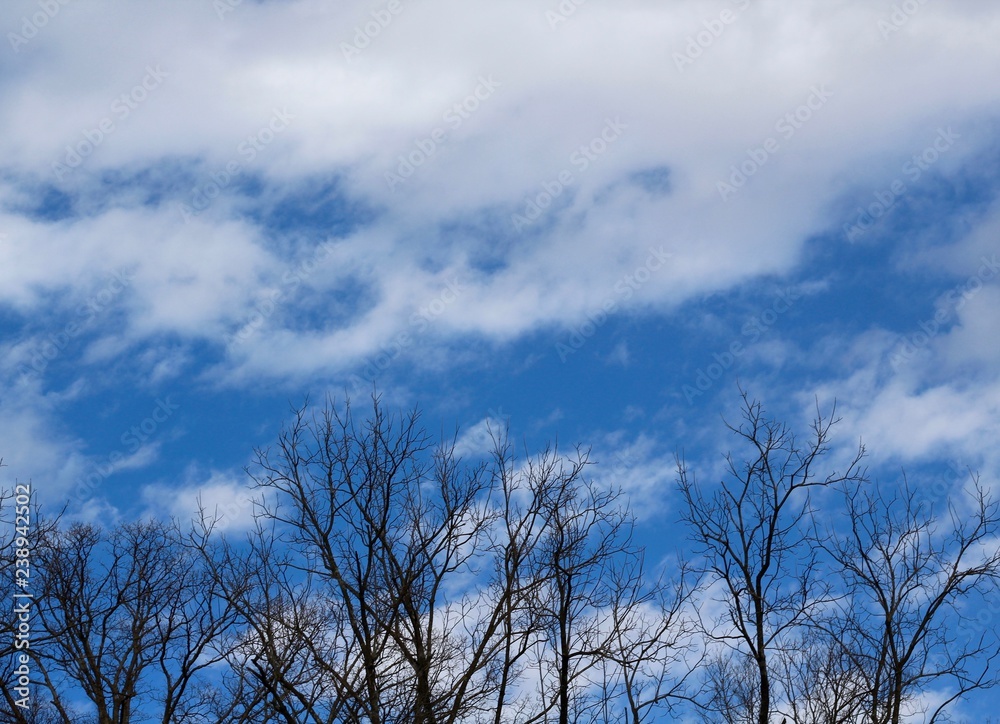 The clouds in the blue sky over the treetops. The clouds in the blue sky over the treetops.