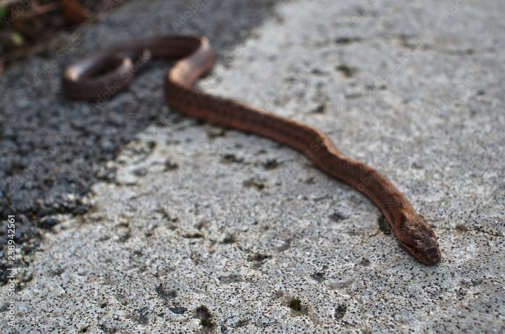 Wild snake dangerously crossing road Wild snake dangerously crossing road