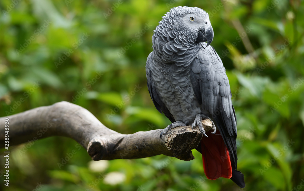 Fototapeta premium Afrykańska papuga szara