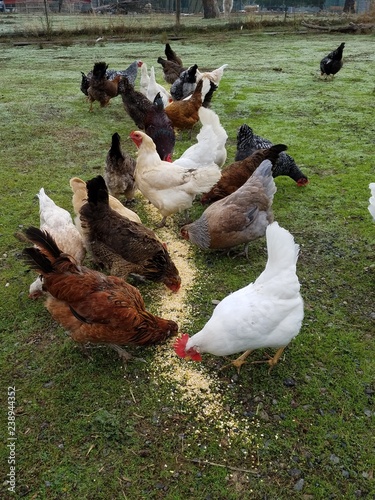 Chicken feast 1