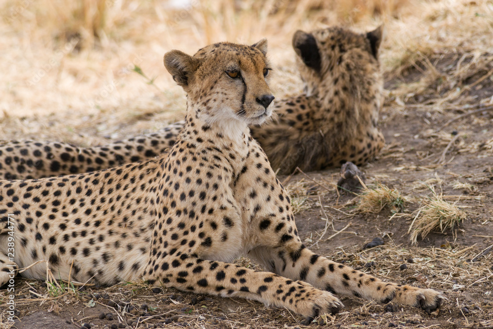 Cheetah (Acinonyx jubatus) resting in shade of tree, Masai Mara National Game Park Reserve, Kenya, East Africa Cheetah (Acinonyx jubatus) resting in shade of tree, Masai Mara National Game Park Reserve, Kenya, East Africa