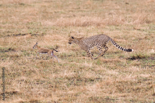 Cheetah (Acinonyx jubatus) chasing baby gazelle, Masai Mara National Game Park Reserve, Kenya, East Africa