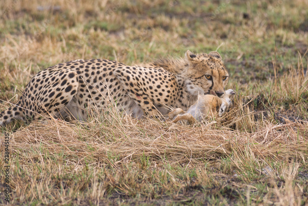 Cheetah (Acinonyx jubatus) suffocating baby gazelle prey, Masai Mara National Game Park Reserve, Kenya, East Africa Cheetah (Acinonyx jubatus) suffocating baby gazelle prey, Masai Mara National Game Park Reserve, Kenya, East Africa