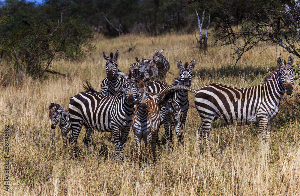 Obraz premium family of zebra, one biting others tail in serengeti national park tanzania africa