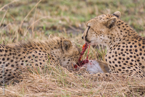 Cheetah (Acinonyx jubatus) eating baby gazelle prey, Masai Mara National Game Park Reserve, Kenya, East Africa © James