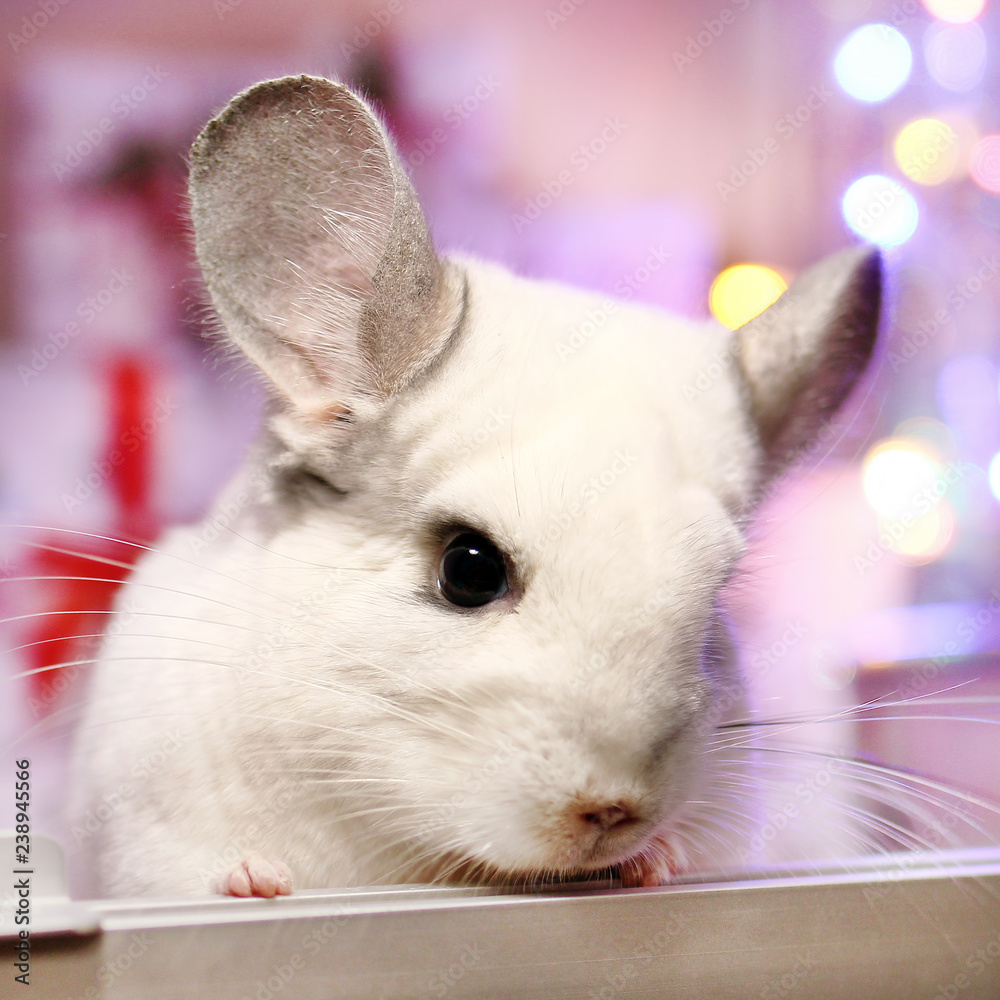 Obraz premium Portrait of cute white chinchilla on a background of Christmas decorations and Christmas lights. Winter season and New Year pet gifts.