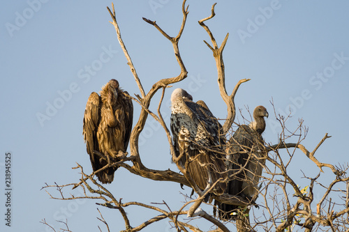 White-backed vultures (Gyps africanus) on tree branch, Masai Mara, Kenya photo