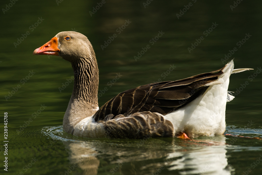 Egyptian goose (Alopochen aegyptiaca) swimming in lake, Nairobi, Kenya Egyptian goose (Alopochen aegyptiaca) swimming in lake, Nairobi, Kenya