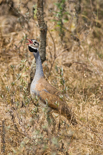 Male white-bellied bustard (Eupodotis senegalensis) calling, Nairobi National Park, Kenya photo