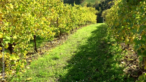 yellow leaves of vineyards in autumn in Modena countryisde in Italy photo