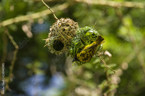 Black-headed Weaver or Village Weaver bird (Ploceus cucullatus paroptus) building a nest in an Acacia tree, Nairobi, Kenya photo