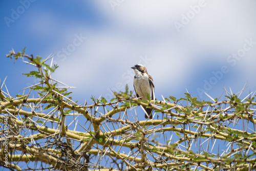 A white-browed Sparrow-weaver (plocepasser mahali) perched on an Acacia tree against a bright blue and white sky, Nairobi, Kenya photo