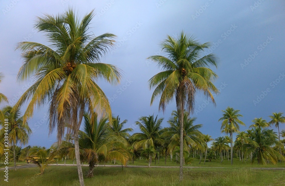 Palmen auf Cuba
