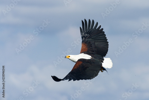 African fish eagle (Haliaeetus vocifer) flying, Lake Naivasha, Kenya