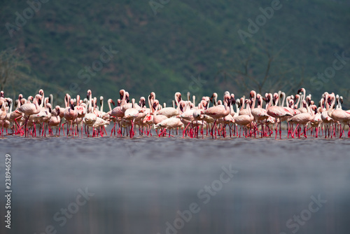 Lesser Flamingos (Phoeniconaias minor) standing in Lake Bogoria National Park, Kenya